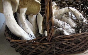 M. titans mushrooms in a basket